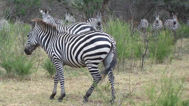 Lake Mburo National Park