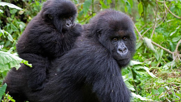 4 days Gorilla trekking Rwanda 