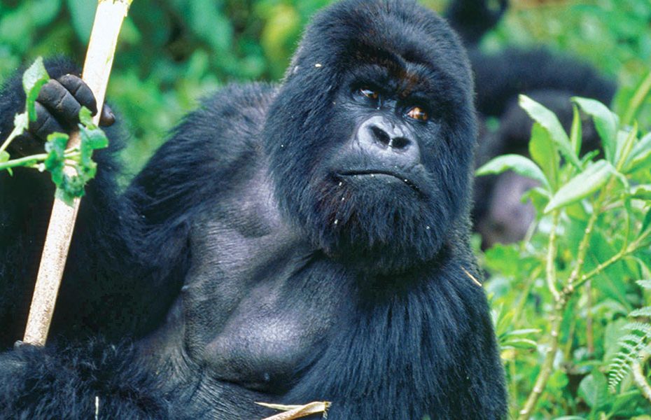 Rwanda gorilla naming ceremony
