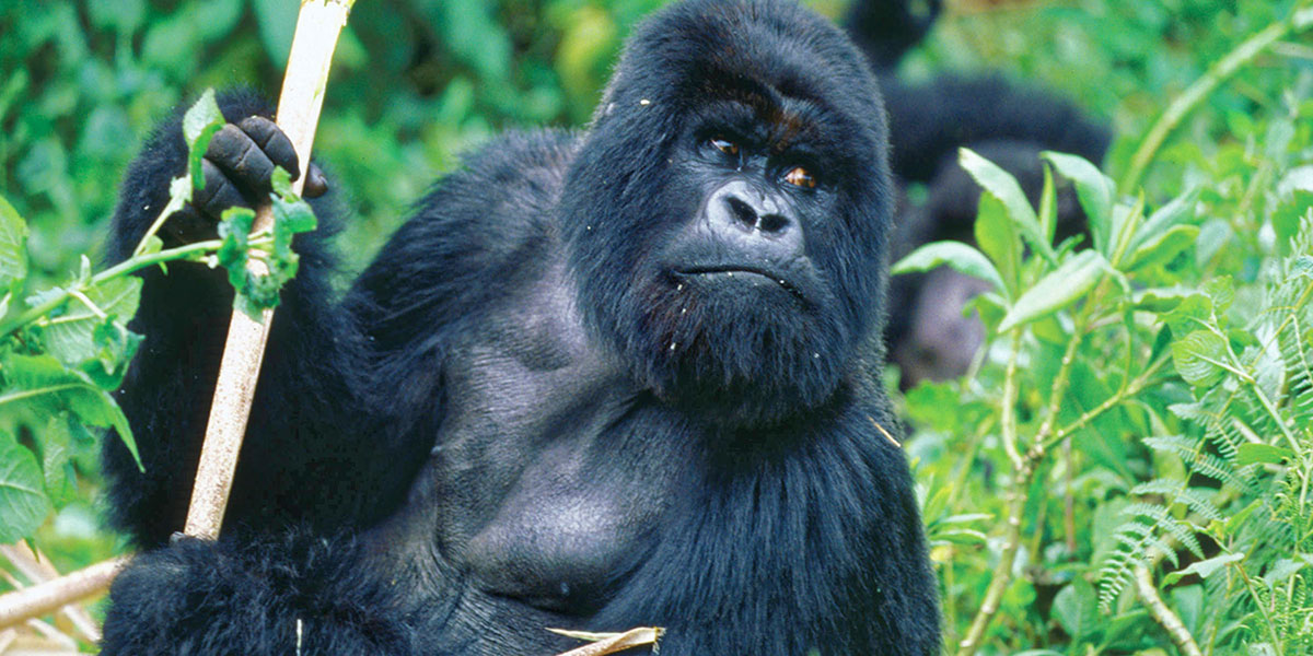 Rwanda gorilla naming