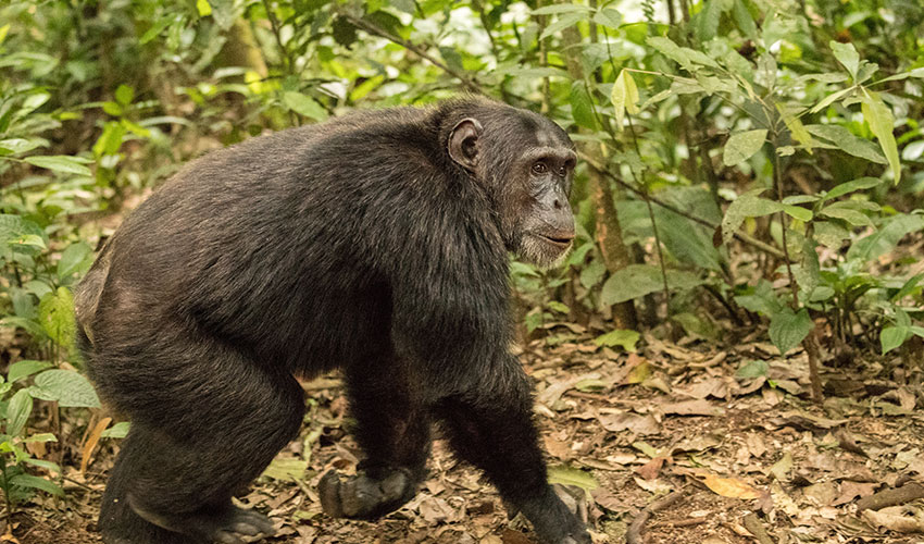 5 days Chimpanzee trekking