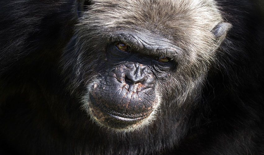 2 Days Chimpanzee Tracking