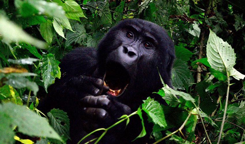 4 days Gorilla tracking Bwindi