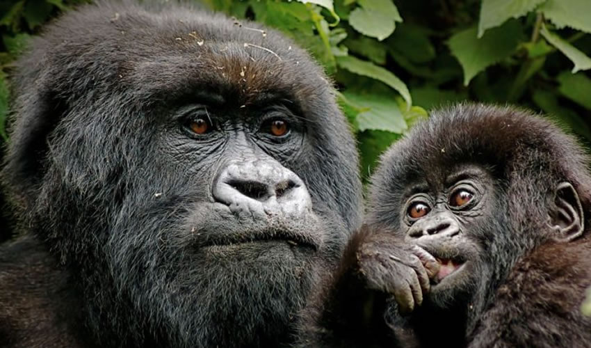 4 Days Gorilla & Chimp