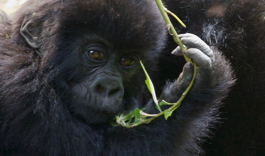 2 days gorilla trekking