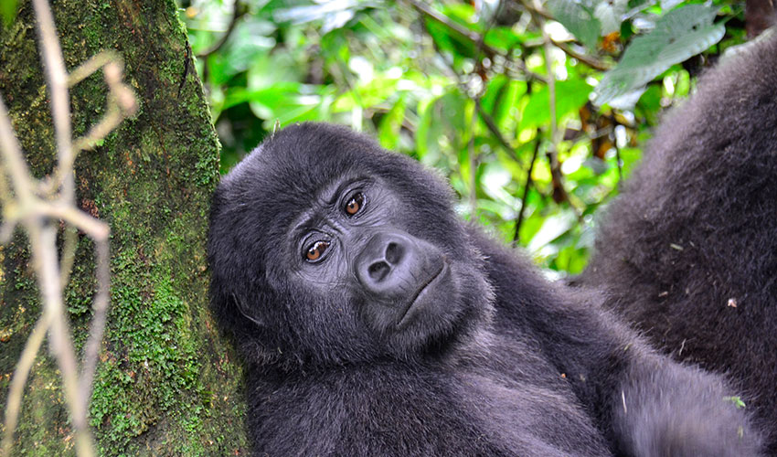 4 days Gorilla Trekking & Bunyonyi
