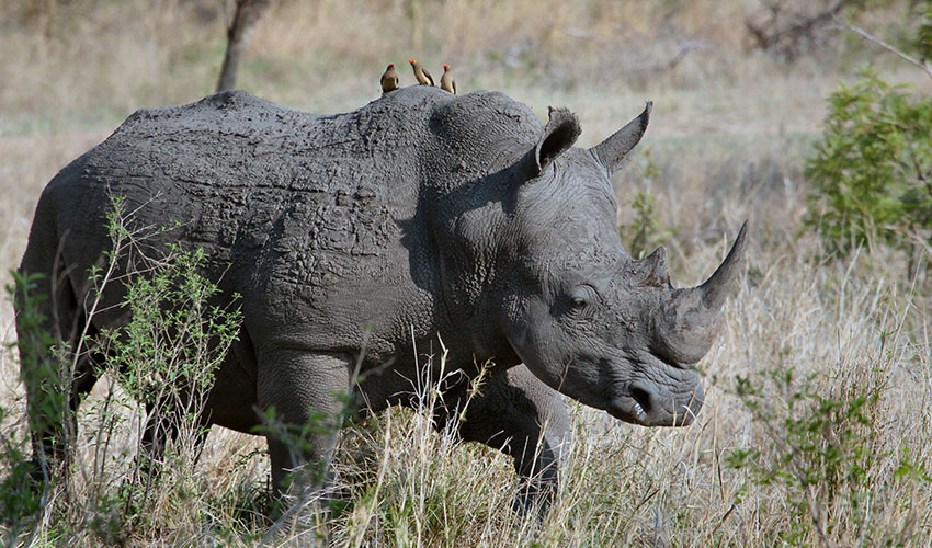 Where to see Rhinos in Rwanda
