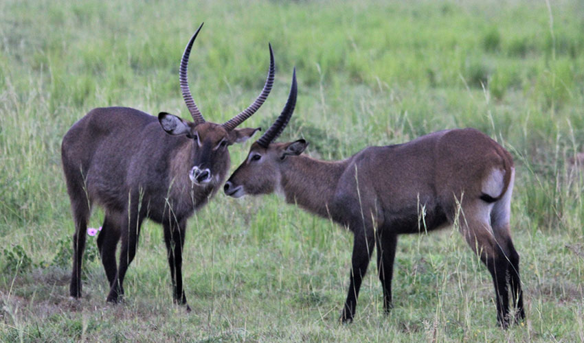 From gorilla trekking in misty jungles to serene lakeside escapes and immersive cultural encounters, our Rwanda safari packages offer something for every type of traveler.