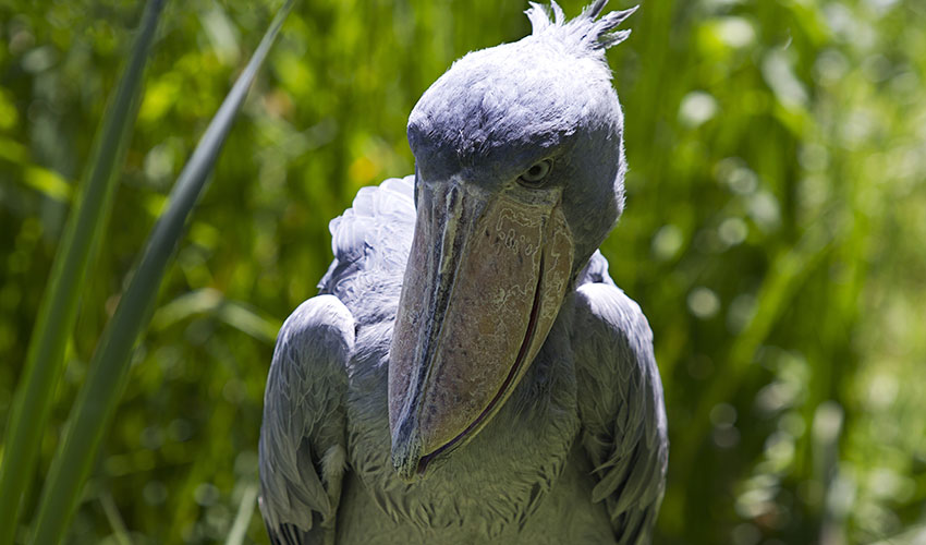 Where Do Shoebill Storks Live? Facts and how to see them (Shoebill Stork in Mabamba Swamp)