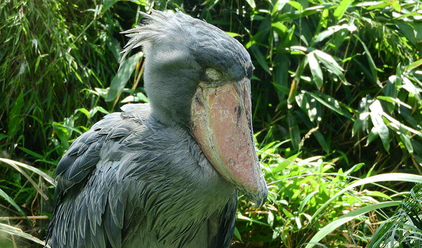 Where Do Shoebill Storks Live? Facts and how to see them (Shoebill Stork in Mabamba Swamp)