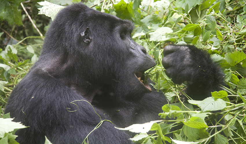 Is Rwanda better for gorilla trekking than Uganda
