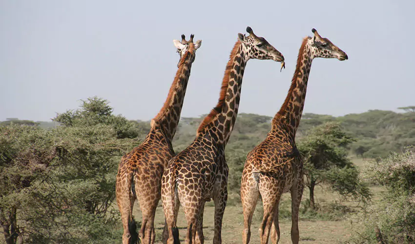 National Park in Rwanda has Giraffe