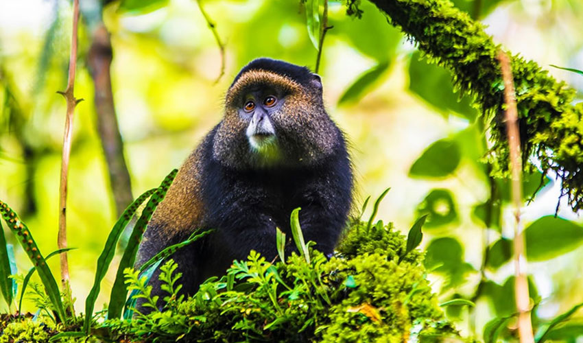 golden monkey trekking Rwanda
