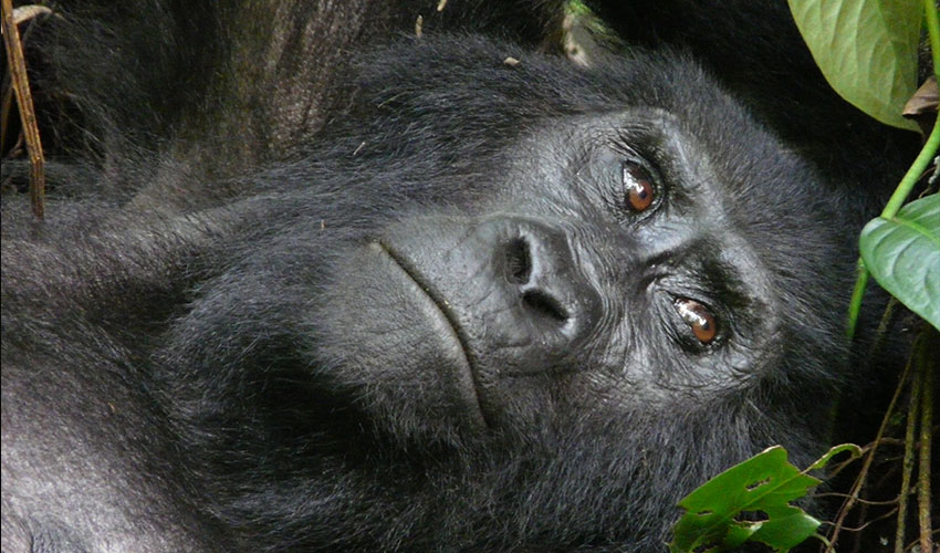 Easiest gorilla family to track in Rwanda
