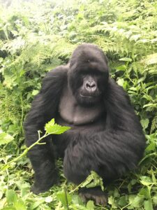 Rwandan silverback gorilla sitting in a bush. 100 men vs 1 gorilla debate