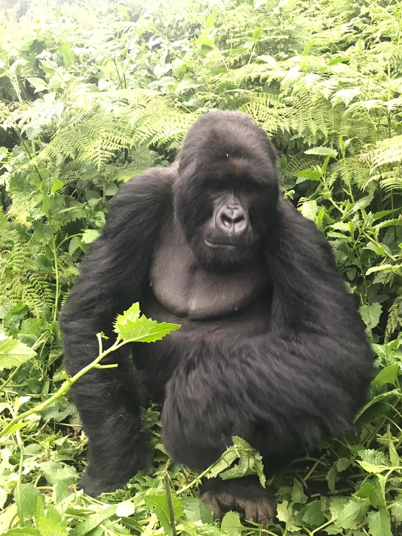 Rwandan silverback gorilla sitting in a bush. 100 men vs 1 gorilla debate