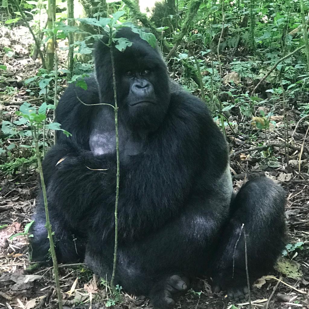 In the thick forests of Central and East Africa, gorillas live in close-knit families called groups of gorillas or troops. Most people think the silverback, the large adult male, is the main leader. But look closer, and you’ll see something important: the female gorilla plays a big role in keeping the group strong, safe, and working together. A female gorilla isn’t just a mother. She’s a teacher, a peacekeeper, and a decision-maker. Without her, the group of gorillas would fall apart. Social Roles: Not Just the Silverback In every group of gorillas, there is usually one silverback male who leads. But leadership is not only about strength. A female gorilla helps guide the group through daily life. She makes social bonds by grooming others, sharing food, and calming tensions. She helps younger gorillas learn how to behave and communicate. Female gorillas are also the reason groups stay together. Research has shown that when female gorillas move to a new group or leave, it can cause the troop to break up. This shows how central they are to the troop's success. Unlike males, who often move between groups, female gorillas may stay with the same group for a long time if they feel safe and supported. They often choose groups based on how protective and calm the silverback is, not just how strong he looks. Mothers and Caregivers One of the biggest jobs a female gorilla has is taking care of her baby. A baby gorilla stays with its mother constantly for the first few years of life. The female gorilla feeds, carries, and protects her infant 24/7. Baby gorillas nurse for about three years, but even after that, they stay close to their mothers. Other members of the group of gorillas, including other females, help care for the babies too. This is called “alloparenting,” and it means babies are raised by the group and not just one mother. This shared care helps young gorillas grow up more safely. Baby gorillas learn everything from their mothers: how to find food, how to climb trees, how to interact with others. A female gorilla is basically the first teacher every gorilla has, similar to humans. Keeping Peace in the Group Gorillas are usually peaceful animals. They don’t like to fight unless they need to protect their group. But even in peaceful groups, problems happen. That’s when a female gorilla steps in. Female gorillas are great at solving social problems. They use body language, vocal sounds, and grooming to calm others down. If two gorillas start to argue, a female might move between them or distract them to avoid a fight. This helps keep the troop safe and united. Scientists have seen that when a group has more adult females, it tends to be more stable. That’s because the female gorilla brings calm energy and balance. Daily Life and Intelligence A female gorilla spends much of her day finding food, caring for young ones, and resting. Gorillas are mostly herbivores, eating leaves, fruit, stems, and bark. Female gorillas are smart about where to find the best plants and how to avoid danger. They also use tools. In the wild, some gorillas have been seen using sticks to check water depth or branches to build comfy nests. This shows just how intelligent they are. A fun fact: female gorillas build a new nest out of leaves and branches every single night. They don’t reuse them. Each night, a new bed is made on the ground or in trees. What Happens When the Silverback Is Gone? If the silverback in a group of gorillas dies or leaves, the group doesn’t always fall apart. Sometimes, a younger male steps up. But often, the female gorillas decide what happens next. They may choose to stay together and follow a new leader, or they may leave and join another group. Their choices shape the future of the troop. In fact, many researchers believe that the strength and unity of a gorilla troop depends more on the relationships between female gorillas than on the silverback’s strength. FAQ What is a female gorilla called? She is simply called a female gorilla. There’s no special name like "cow" for a female cow. The adult male is often called a silverback, but the female does not have a different title. Do female gorillas fight? Sometimes. A female gorilla usually avoids fighting, but she will defend her baby or herself if needed. Most of the time, she uses gentle actions, sounds, or body language to solve problems. Fighting is rare and only used as a last choice. Fun Facts About Female Gorillas A female gorilla usually gives birth only once every four to six years. That means she might only have two or three babies in her lifetime. Female gorillas weigh between 150 to 200 pounds, much smaller than silverbacks, who can weigh over 400 pounds. A newborn baby gorilla is about the size of a human newborn—only about 4 to 5 pounds at birth. Gorillas use more than 20 different sounds to communicate. Female gorillas use these sounds to comfort their babies and talk to others in the group. Female gorillas live around 35 years in the wild, and even longer in care—sometimes up to 50 years. Conclusion The female gorilla may not beat her chest or lead with power, but she leads with care, wisdom, and trust. In every group of gorillas, she is the center of connection, growth, and calm. While the silverback watches the forest for danger, the female gorilla watches the group—and without her, the troop wouldn’t last. Next time you hear about gorillas, don’t just picture the big male. Think of the female gorilla—quiet, smart, and strong in her own way.