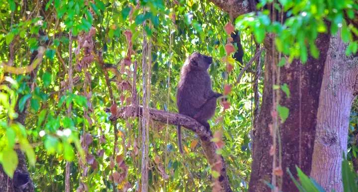 Baboon at Ruvubu National Park. Regis Mugenzi, CC BY-SA 4.0 , via Wikimedia Commons
